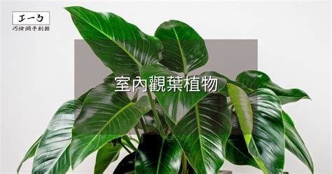 室內植物盆栽|2024年精選20種室內植物人氣推薦！同場加映帶來好風水植物的5。